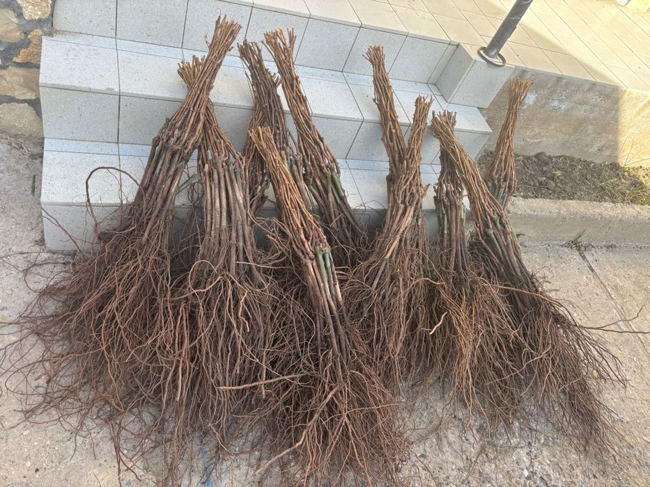 Butași vita de vie altoita și hibrid