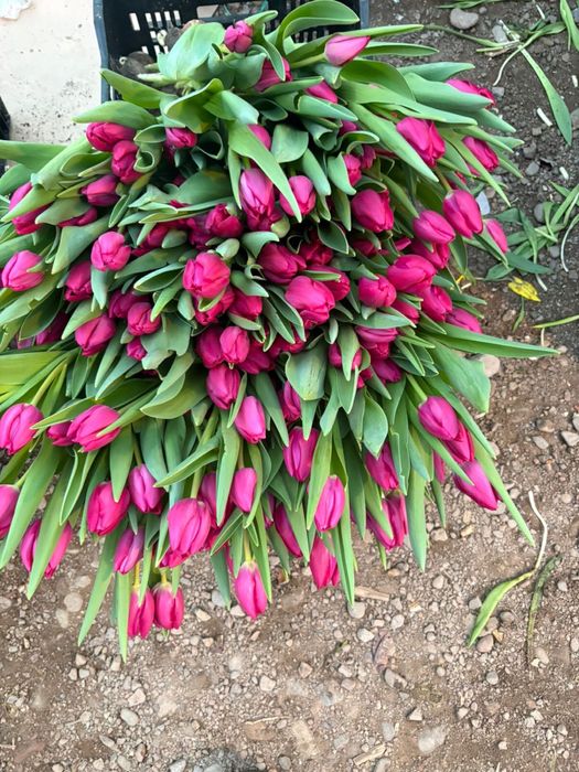 Тюльпаны оптом