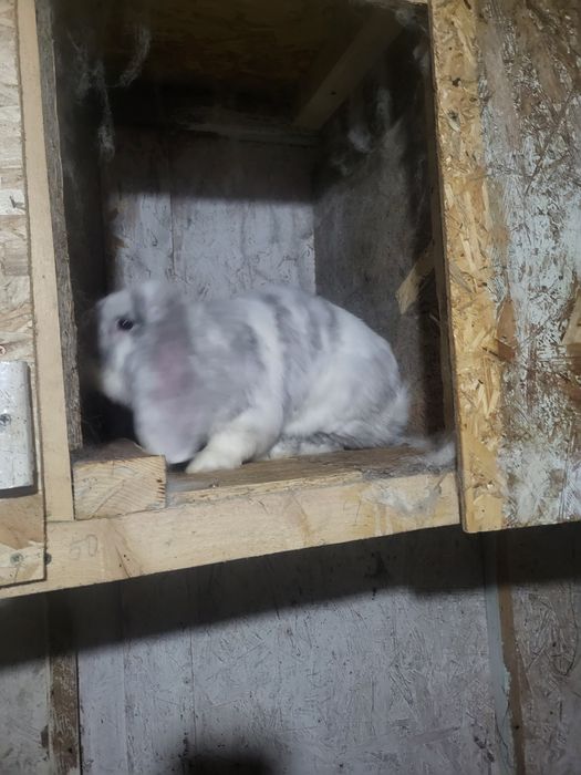 Продам  кроликов