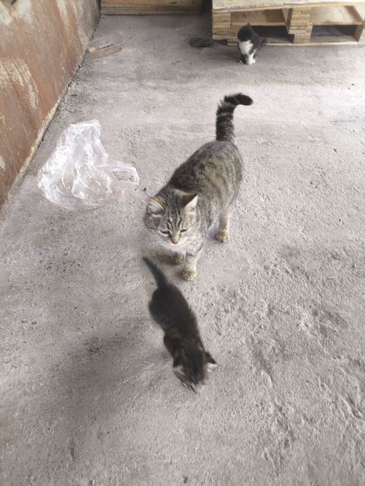 Отдам котят, бесплатно.