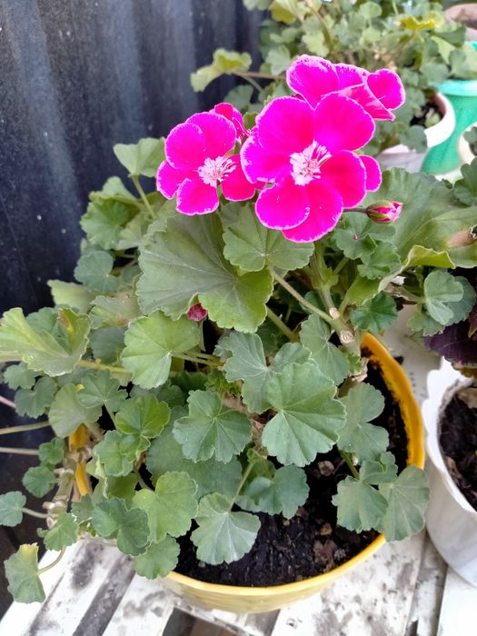 Комнатные цветы герани