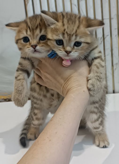 Золотые шиншилы в наличии