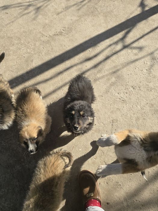 Отдам даром щенков