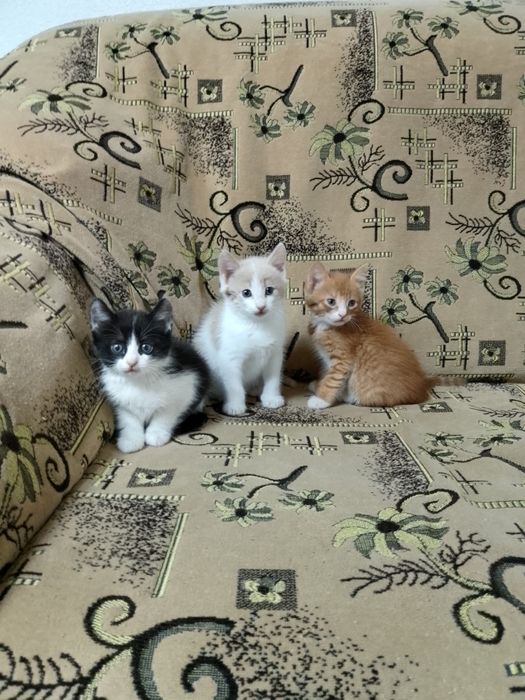 Продам домашних котят