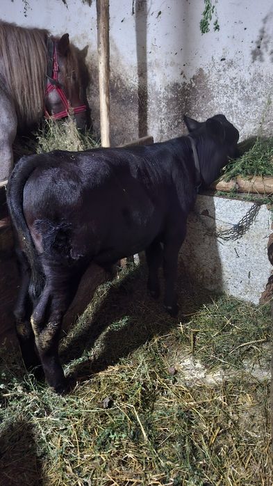 Vand vițel de angus