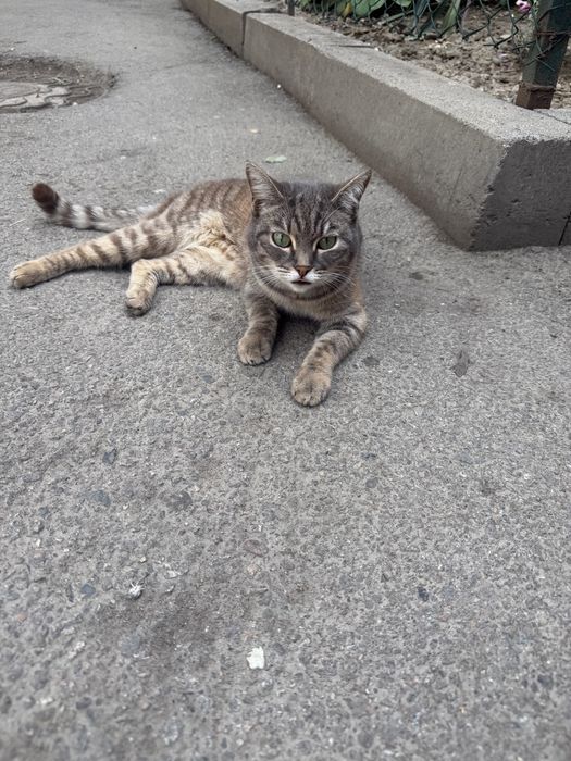 Найдена кошечка район Алматы 1