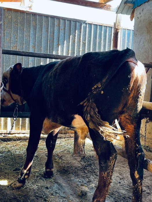 Тез арада бұқалар сатылады