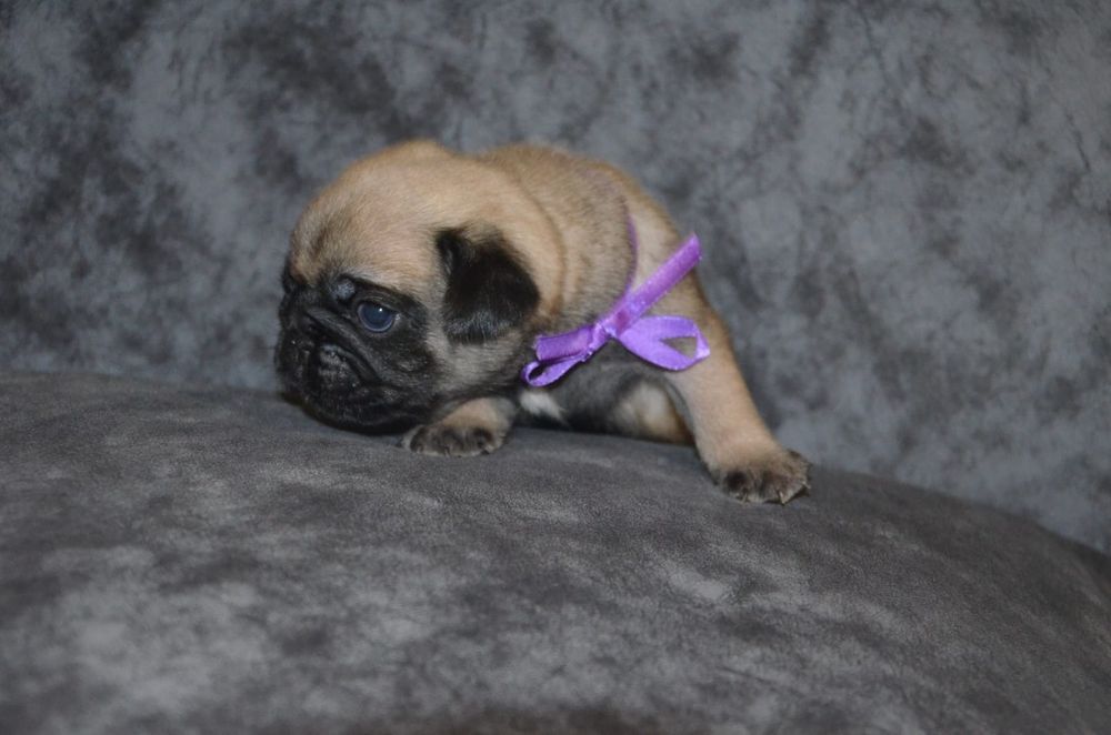 Продам щенков Мопса.