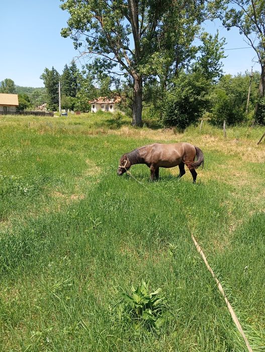 Vând mânz un an și două luni
