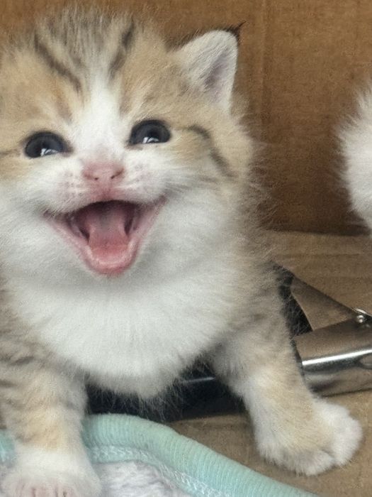 Продается сотилади