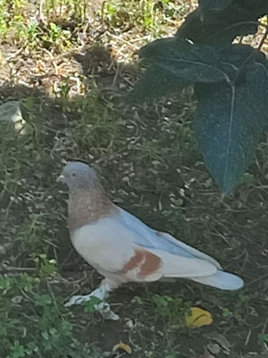 Kabutar chiroyli va yovvoyi emas