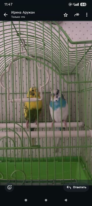 Придем двух попугаев, девочка и мальчик