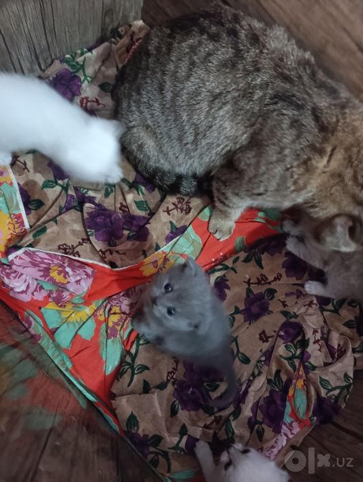 Шотландские котята