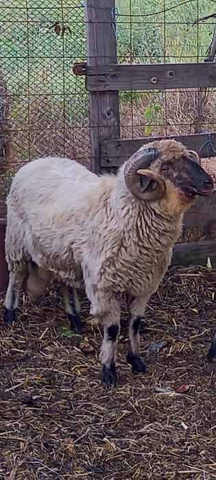 Berbec țurcan de montă de vânzare