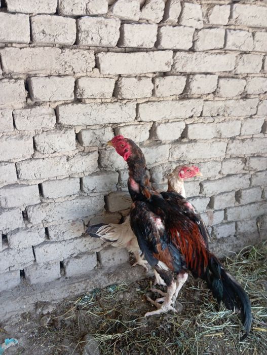 Xoroz sotiladi xali yosh narxi 200 ming