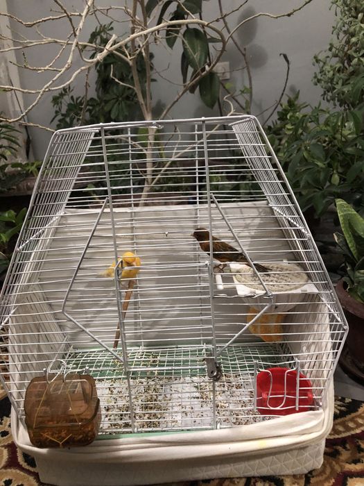 Nar 450ming Moda 200ming