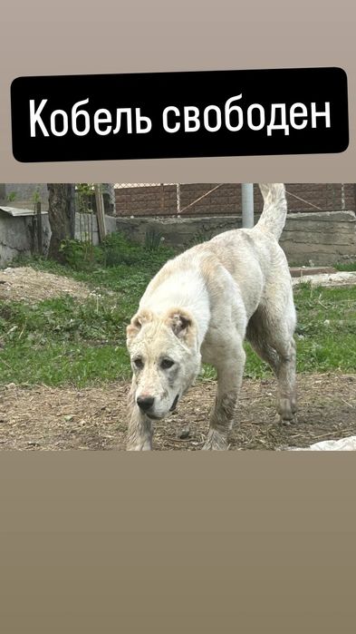 Кобели САО Алабай