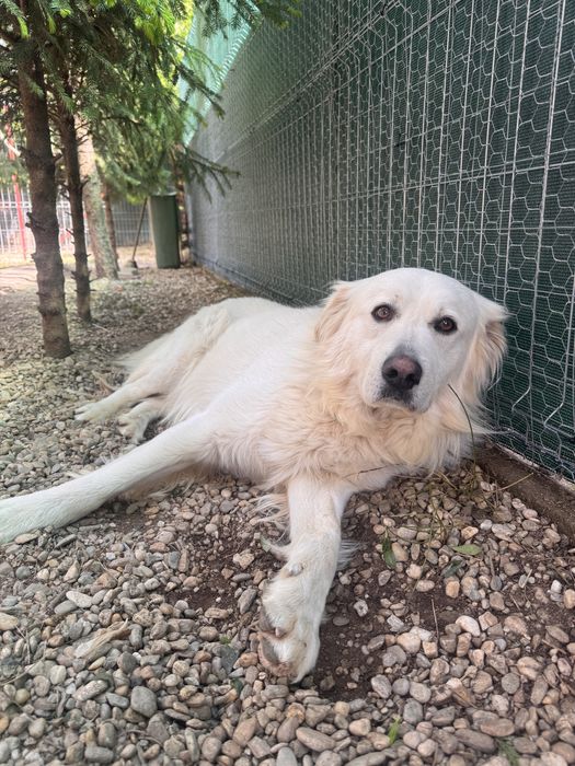 Spre adopție, catel talie mare, varsta 3 ani foarte cuminte si jucaus
