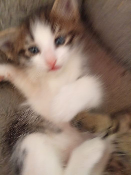 Котята отдам в добрые руки!