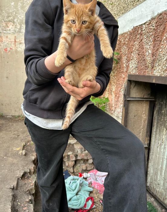 Отдам котят в добрые руки