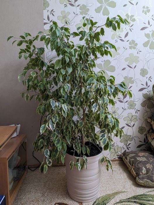 Фикус Бенджамина
