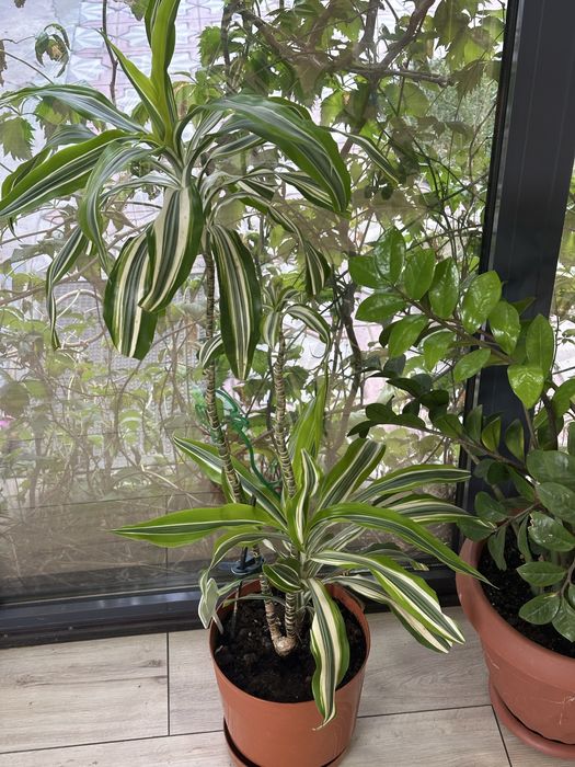 Комнатные цветы разные