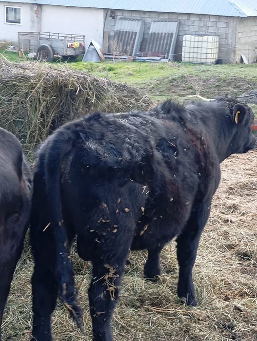 Vând   vaca  angus