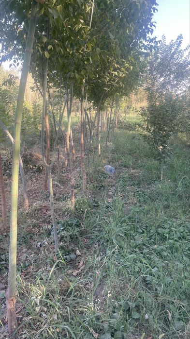 Lola kAshtan pavloniya qayragoch klyon yasen