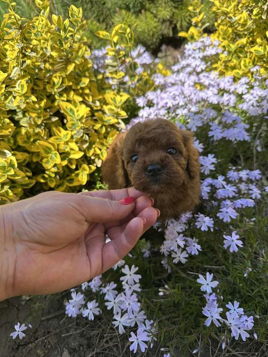 Poodle mini toy pedigree