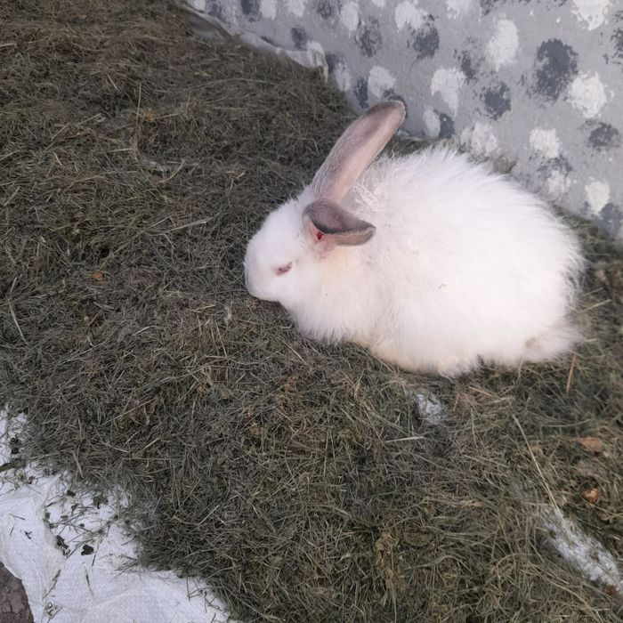 Куёнлар сотаман.