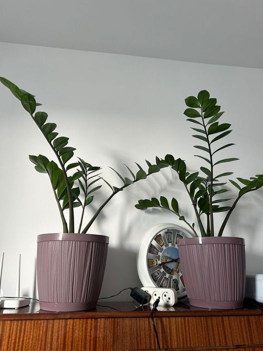 Комнатные цветы. Замиокулькас