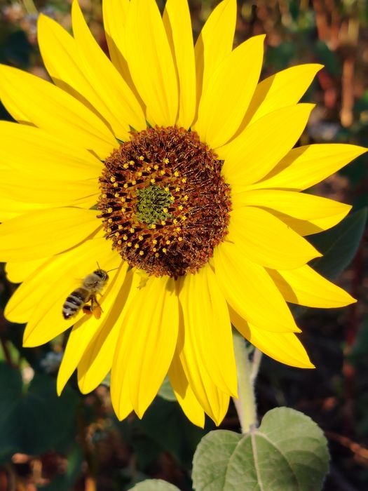 Продам мёд с личной пасеки.