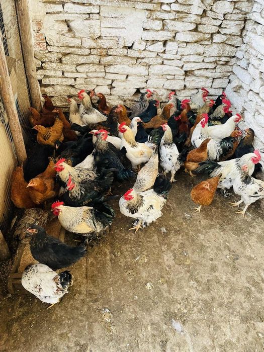 Продавам  Ярки Петли и Кокошки Супер харко и 3 прасета