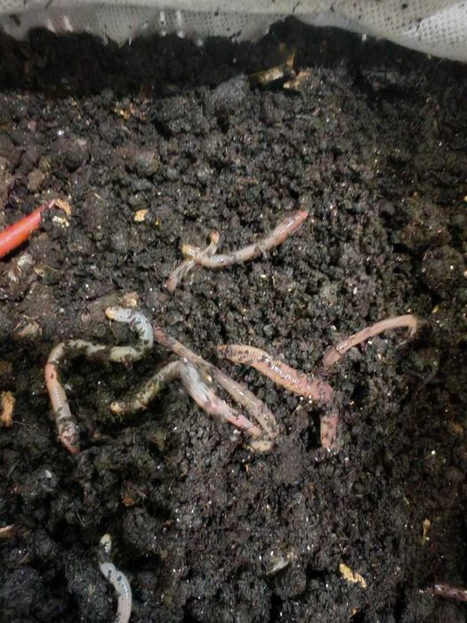 Черви дендробена для рыбалки