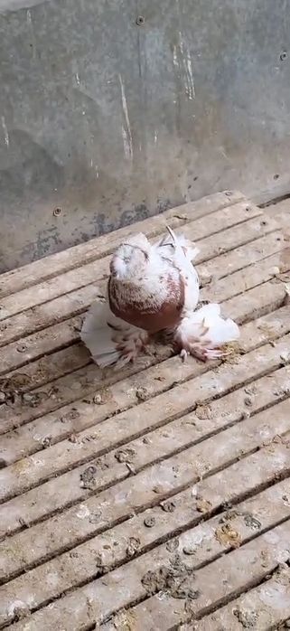 Голуби вальерный