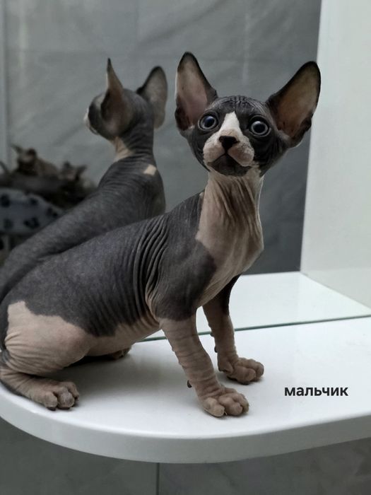 продам котят породы сфинкс
