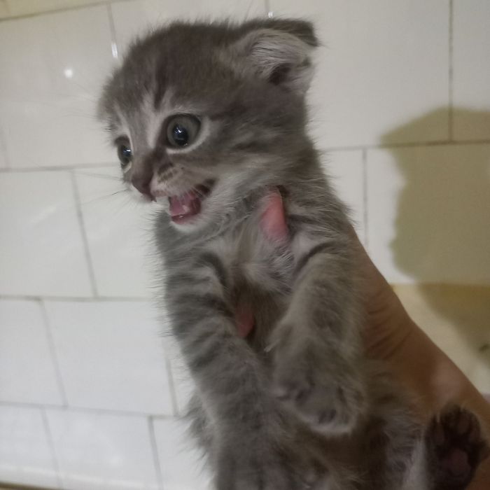 Вислоухий котёнок 1 месяц