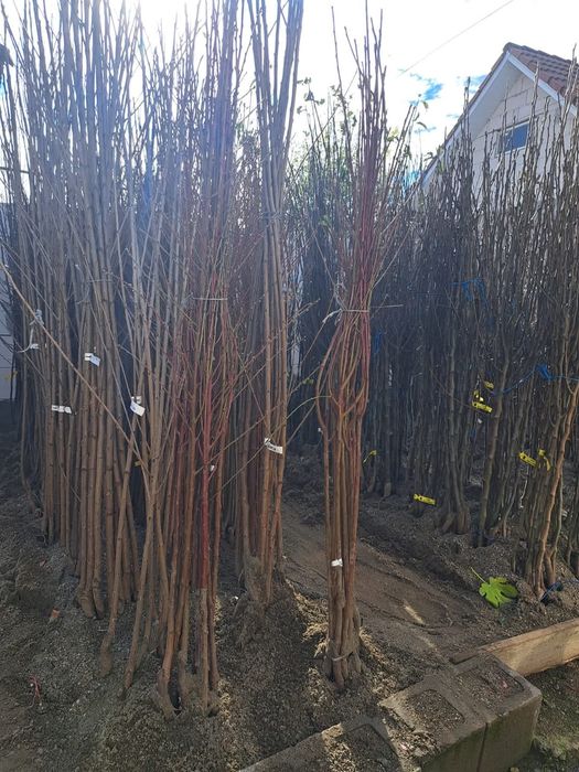 Pomi fructiferi certificati