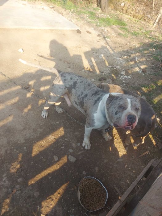 Американско були Мъжко