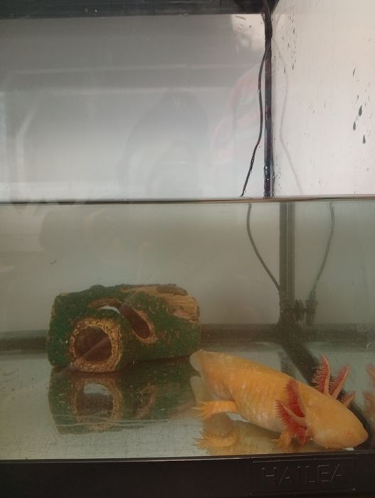 Acvariu de 65l echipat