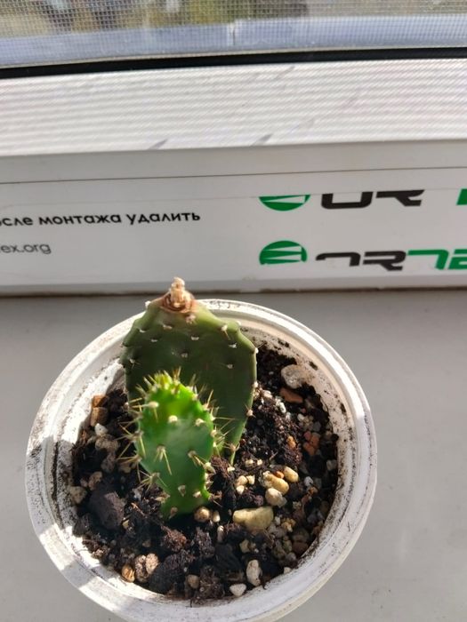Продам суккуленты