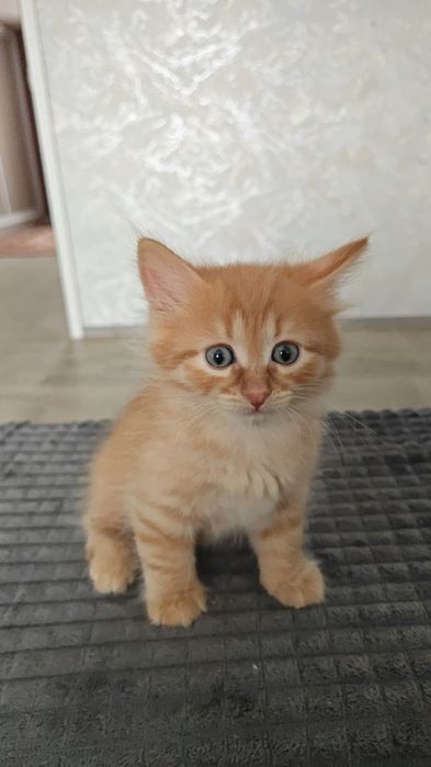 Котята бесплатно