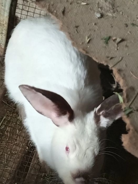 Quyonlar sotiladi