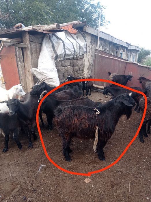 Обменяю козла на козу