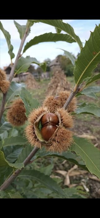 Nuc Chandler Aluni Cais Castan Mar Par Piersic Aronia Visin Kaki Rodiu