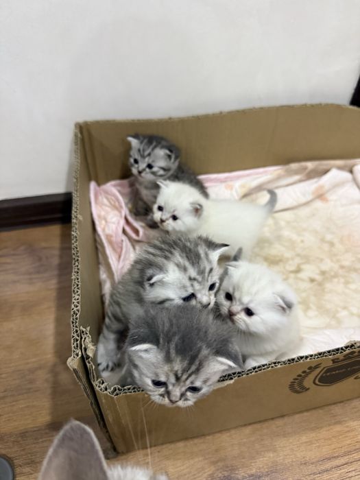 Котенок вислоухий
