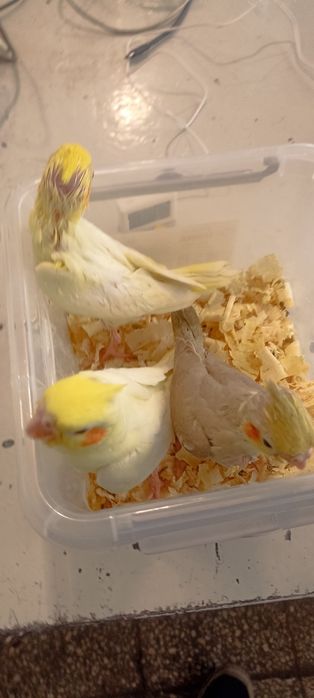 Папагали неразделки и корели