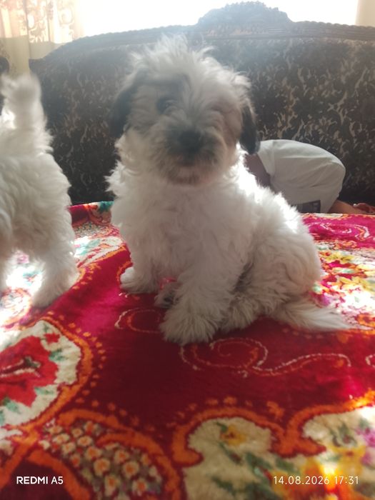 Doi pui de căței bichon maltez