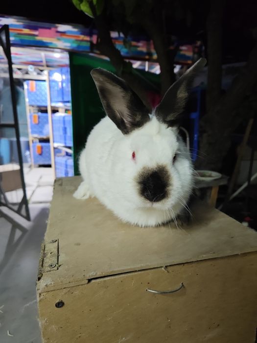 Продается кролики разных пород Xar xil turdagi quyon zotlari