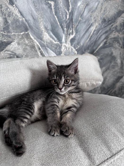 отдам котенка в добрые руки!